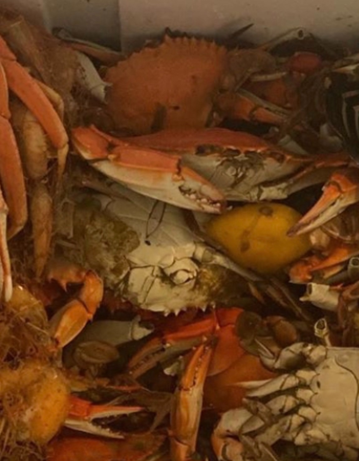 Boiled Blue Crab